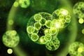 Green Algae Cells 3D Illustration Royalty Free Stock Photo