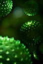 Green Algae Cells 3D Illustration