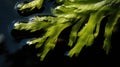 Green algae Chlorophyta seaweed Royalty Free Stock Photo