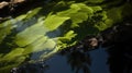 Green algae Chlorophyta seaweed Royalty Free Stock Photo