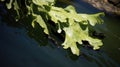 Green algae Chlorophyta seaweed Royalty Free Stock Photo