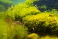 green algae Cladophora, Bryopsis, Ulva oxygenate in laminar flow, low salinity Black sea biotope, littoral zone snorkel