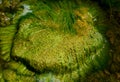 Green Algae Royalty Free Stock Photo