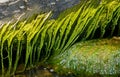 Green Algae Royalty Free Stock Photo