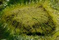 Green Algae Royalty Free Stock Photo