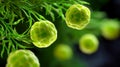 Green algae clusters in nature Royalty Free Stock Photo