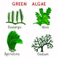 Green algae