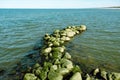 Green algae covered boulder at sea coast beach. Sea algae or Green moss stuck on stone. Rocks covered with green seaweed Royalty Free Stock Photo