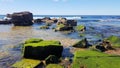 Green Algae Covered Rocks at Merewether Beach Newcastle Australia Royalty Free Stock Photo