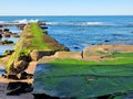 Green algae covered rocks at the beach Royalty Free Stock Photo