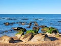 Green algae covered rocks at the beach Royalty Free Stock Photo