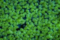 Green algae covered covered the water in a riverbed. Background and texture. Swamp algae