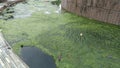 Green algae covering the surface of a shallow pond. The pond is surrounded by concrete and brick Royalty Free Stock Photo
