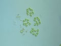 Green algae in drops of water Royalty Free Stock Photo