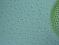 Green algae in drops of water Royalty Free Stock Photo