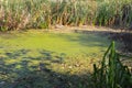 Green algae and duckweed in water surface Royalty Free Stock Photo