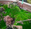 Green algae in flowerpot soil, nature photography, gardening background