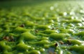 Green algae forms textured patterns on water surface. Small debris floats on slimy, bubbly mass. Sunlight creates bright bokeh Royalty Free Stock Photo