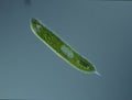 Green algae at high magnification Royalty Free Stock Photo
