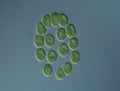 Green algae at high magnification Royalty Free Stock Photo