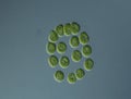 Green algae at high magnification Royalty Free Stock Photo