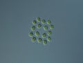 Green algae at high magnification Royalty Free Stock Photo