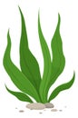 Green algae icon. Cartoon underwater plant growing