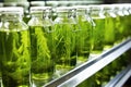green algae in lab flasks for biofuel production Royalty Free Stock Photo