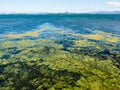 Green algae on lake Biwako in Otsu, Japan Royalty Free Stock Photo