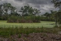 Green Algae Lake. Green swamp land