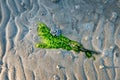 Green algae and lugworm castings creating patterns on wet sand Royalty Free Stock Photo