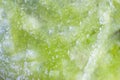 Green algae with many bubbles inside Royalty Free Stock Photo