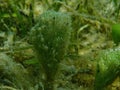 Green algae Merman\'s shaving brush (Penicillus capitatus) close-up undersea, Aegean Sea