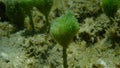 Green algae Merman\'s shaving brush (Penicillus capitatus) close-up undersea, Aegean Sea