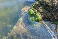 Green algae and molluscs of Dreissena polymorpha on stones in a slowly flowing river, Ukraine