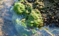 Green algae and molluscs of Dreissena polymorpha on stones in a slowly flowing river, Ukraine