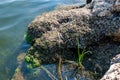 Green algae and molluscs of Dreissena polymorpha on stones in a slowly flowing river, Ukraine