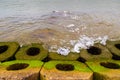 Green mossy concrete blocks, green algae, mossy embankment Royalty Free Stock Photo