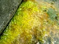 Green algae near water tank,Stag water,polution Royalty Free Stock Photo