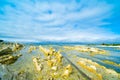 Green algae growing on white sandstone rock in coastal Kaihoura Sout Island New Zealand