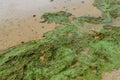 Green algae pollution on a bank of river