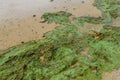 Green algae pollution on a bank of river Royalty Free Stock Photo