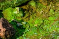 Green algae pollution on a bank of river. Ecological concept Royalty Free Stock Photo