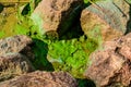 Green algae pollution on a bank of river. Ecological concept Royalty Free Stock Photo