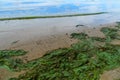 Green algae pollution on a bank of river Royalty Free Stock Photo