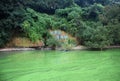 Green algae pollution Royalty Free Stock Photo