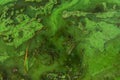 Green algae pollution on a water surface Royalty Free Stock Photo