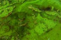 Green algae pollution on a water surface Royalty Free Stock Photo