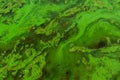 Green algae pollution on a water surface Royalty Free Stock Photo
