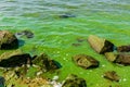 Green algae pollution on the water surface. Ecological concept Royalty Free Stock Photo